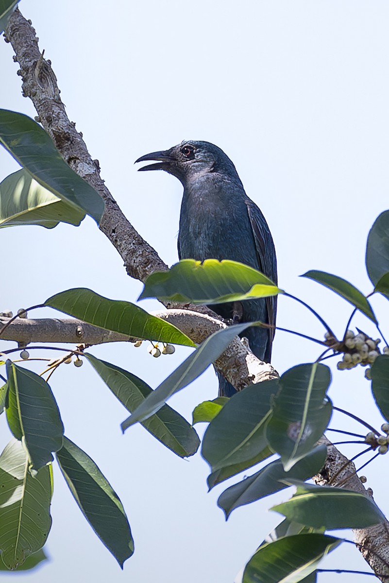 Palawan Fairy-bluebird - ML651669556