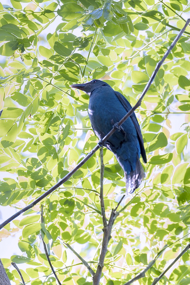 Palawan Fairy-bluebird - ML651669557