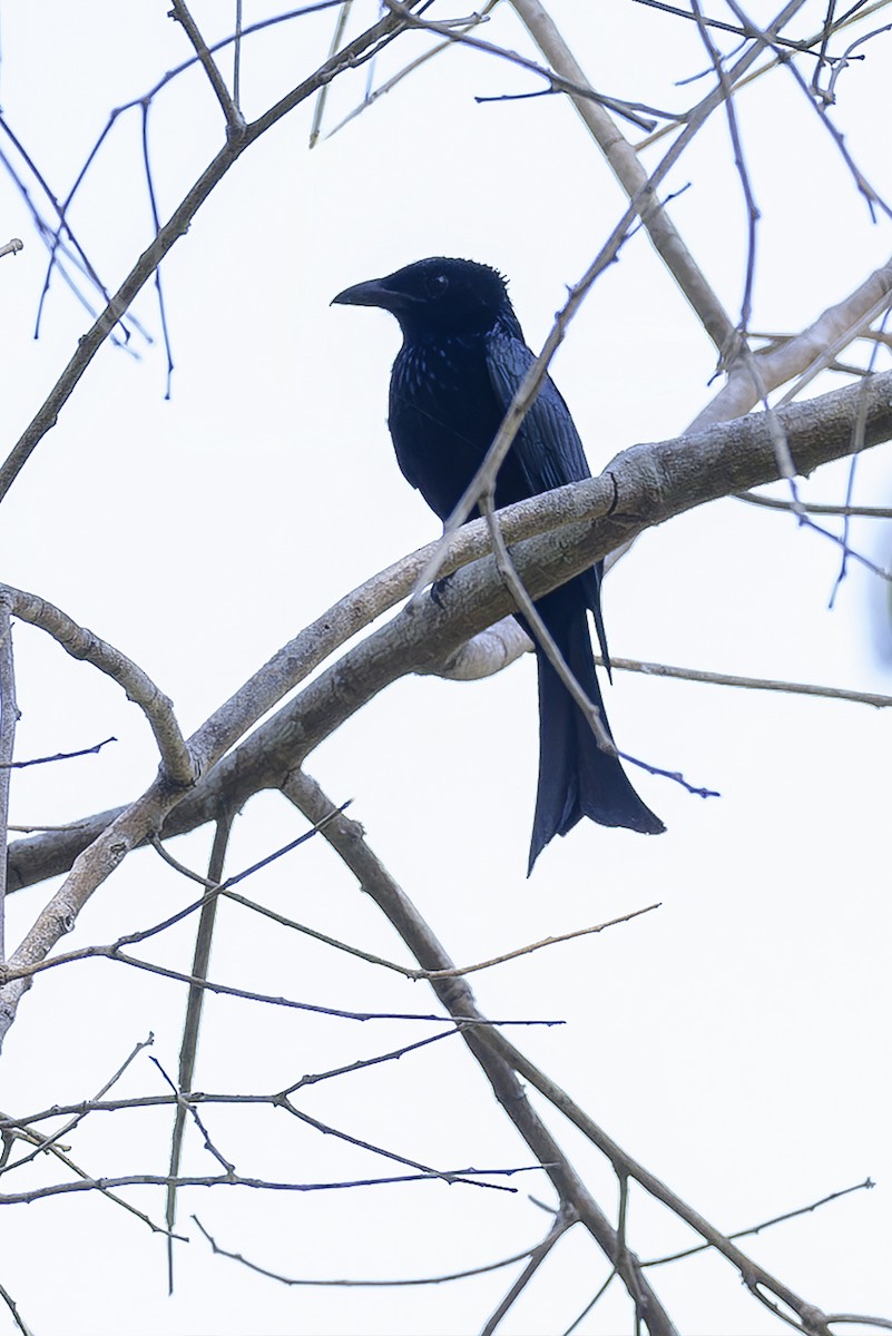 Palawan Drongo - ML651669624