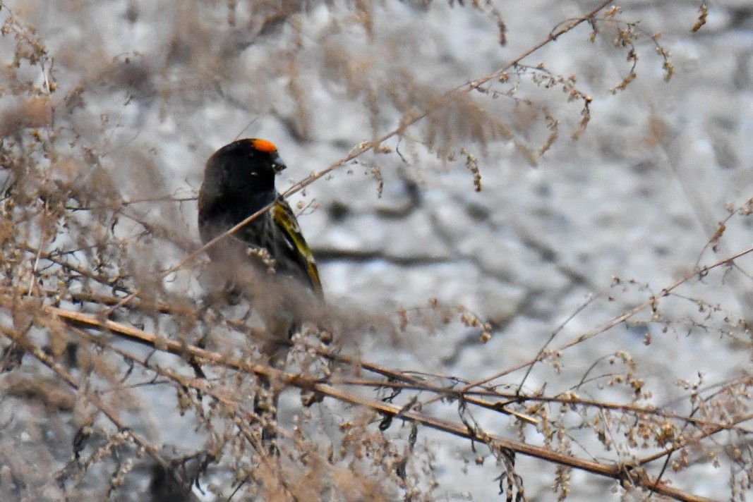 Fire-fronted Serin - ML651671043
