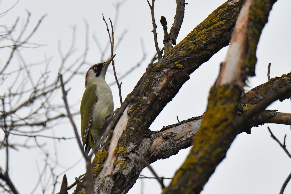 Eurasian Green Woodpecker - ML651671052