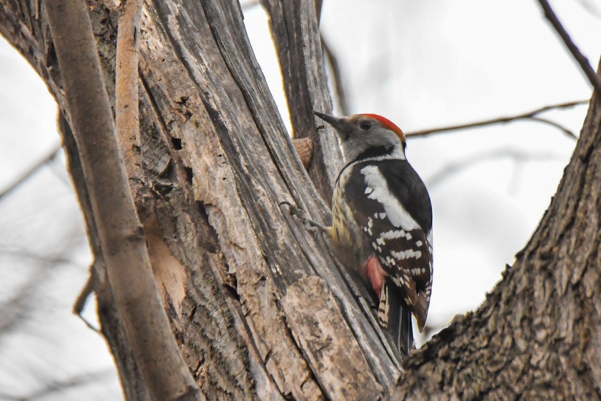 Middle Spotted Woodpecker - ML651671059