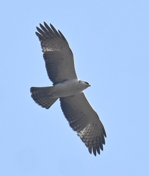 Rufous-bellied Eagle - ML651671085