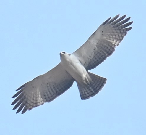 Rufous-bellied Eagle - ML651671086