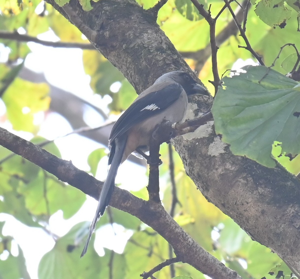 Gray Treepie - ML651671172