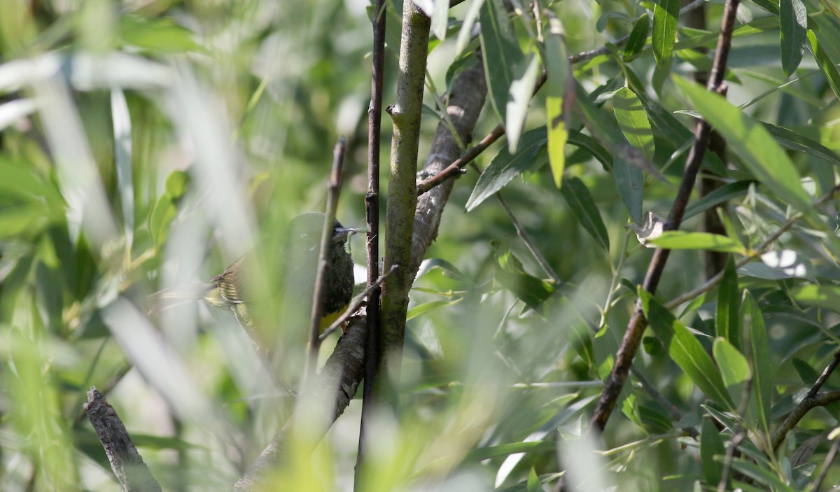 MacGillivray's Warbler - Jay McGowan