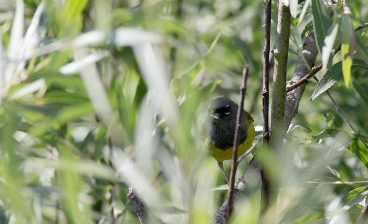 MacGillivray's Warbler - Jay McGowan