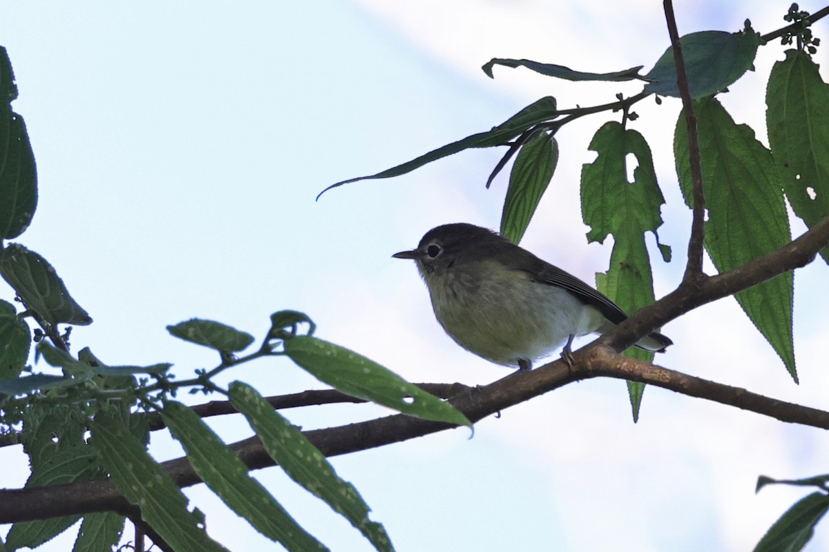 Мухоловка широкоброва - ML651674016