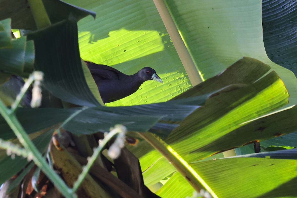 Багновик філіпінський - ML651674027