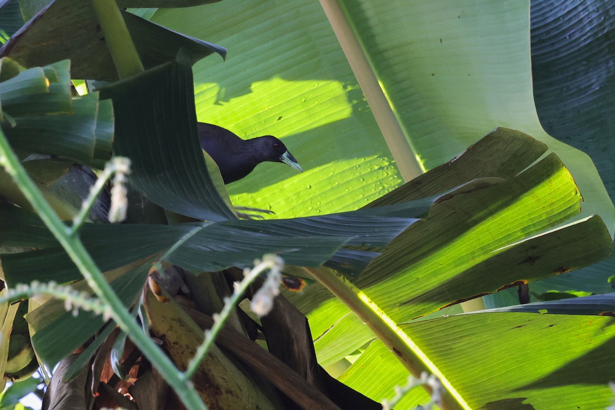 Багновик філіпінський - ML651674028