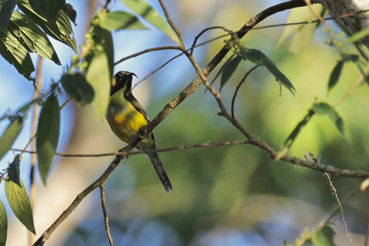 Сіпарая мінданайська - ML651674107