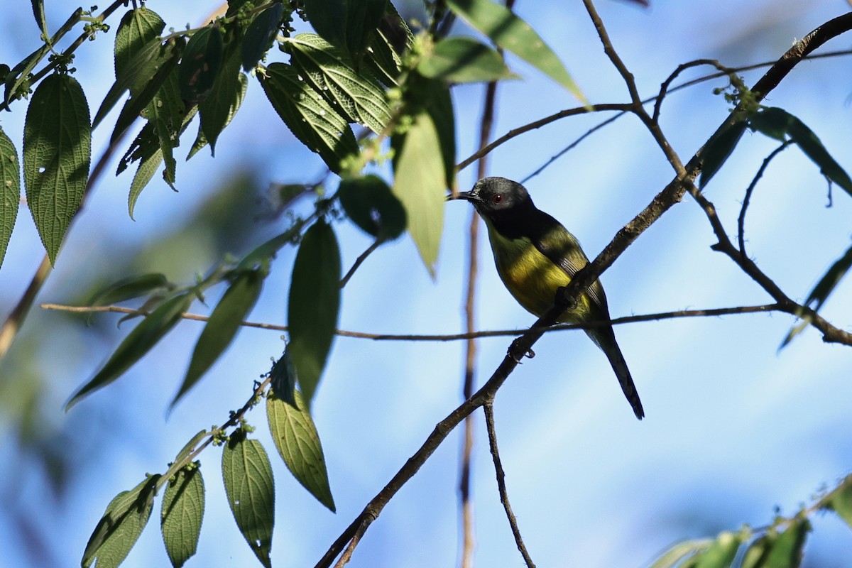 Сіпарая мінданайська - ML651674108