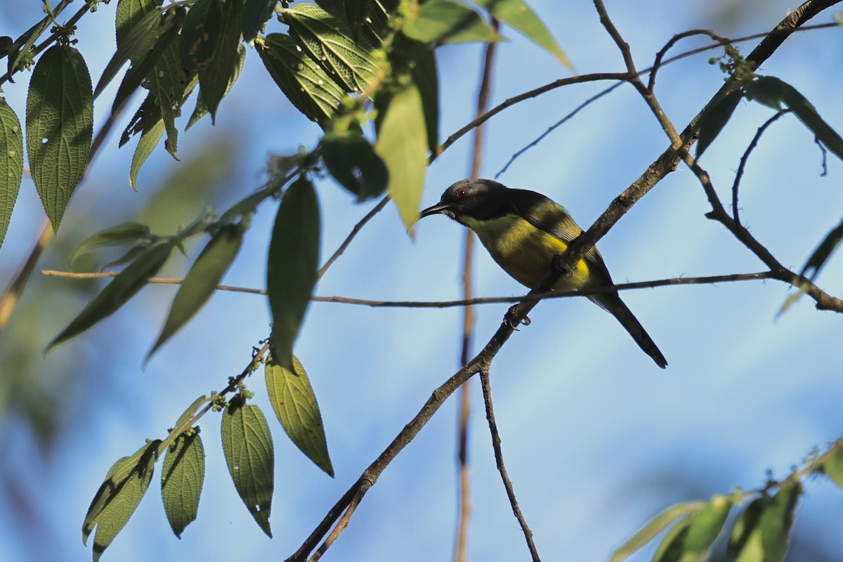 Сіпарая мінданайська - ML651674109