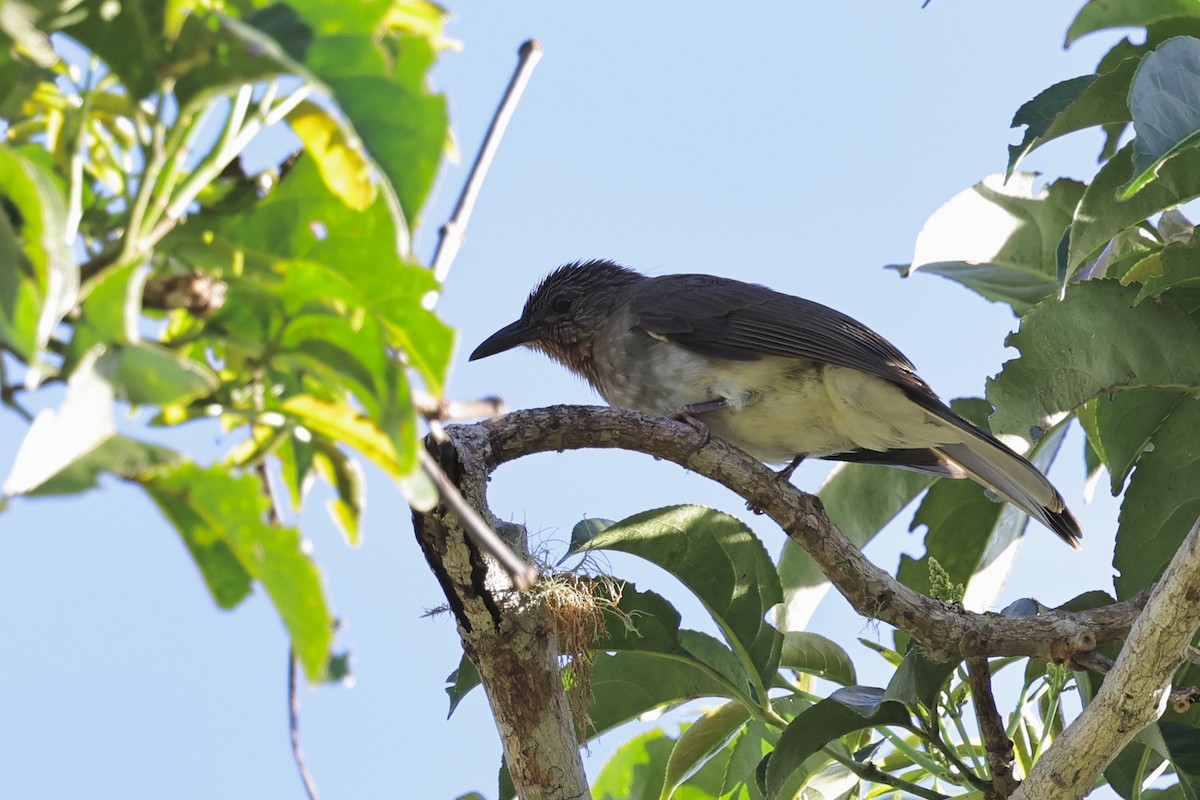 Оливник рудоволий - ML651674118