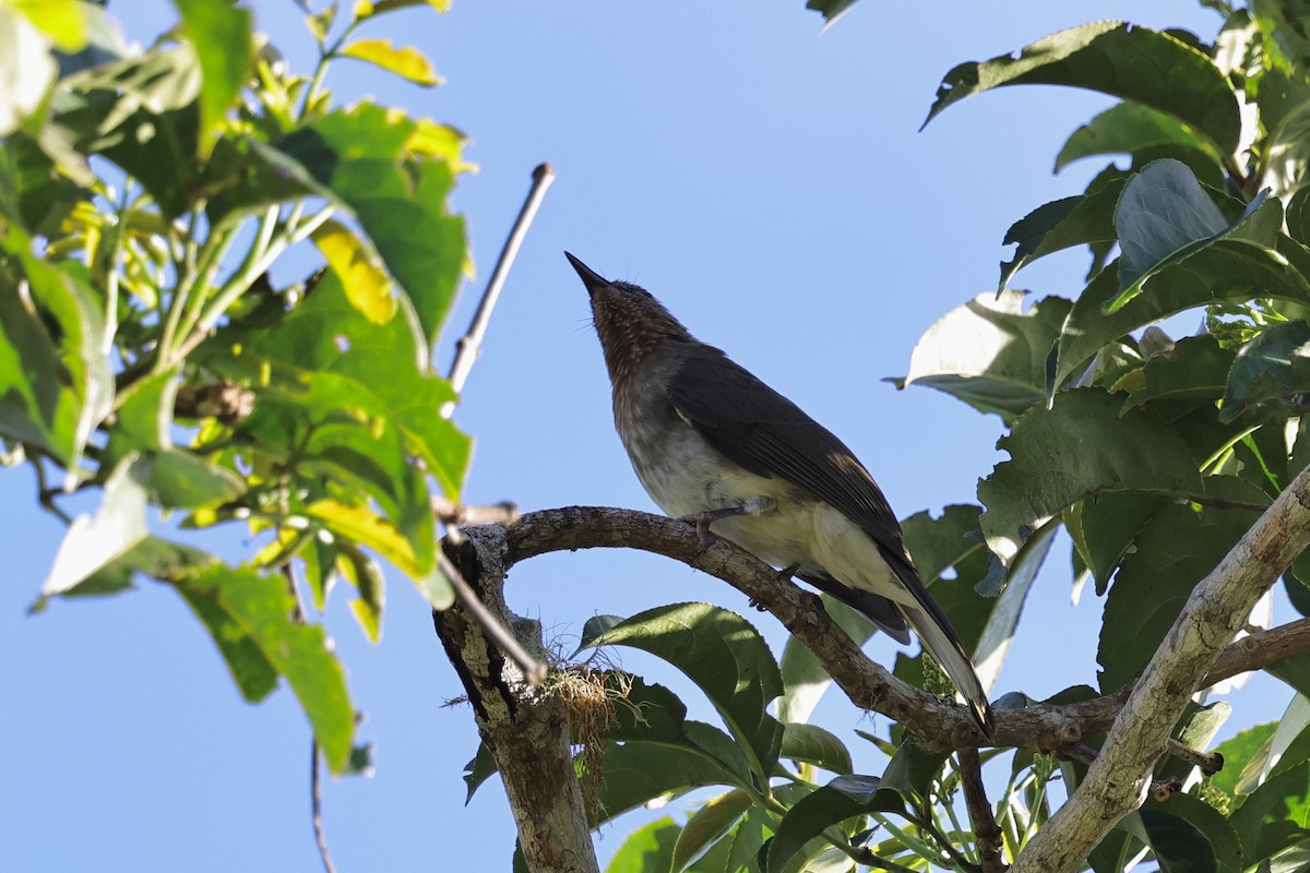 Оливник рудоволий - ML651674119