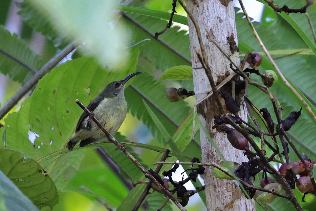 Metallic-winged Sunbird (Southern) - ML651674122