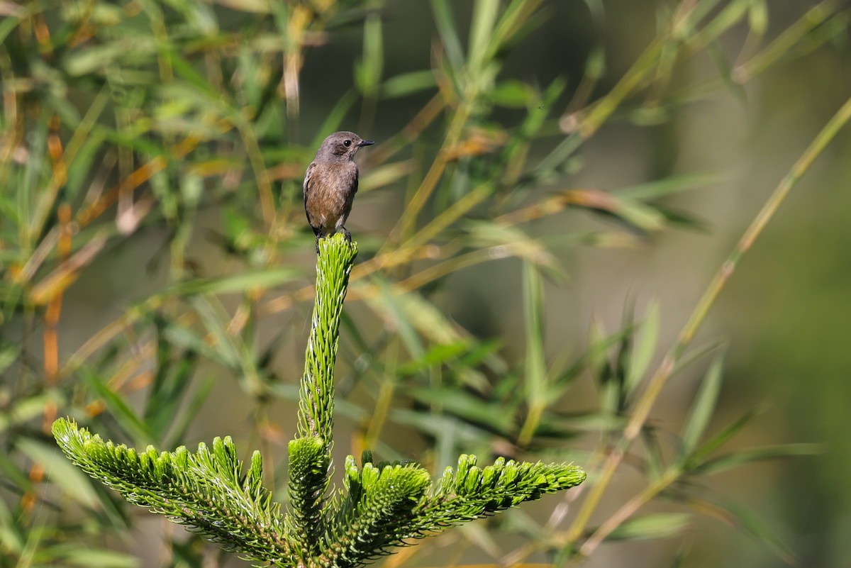 Трав'янка чорна - ML651674126