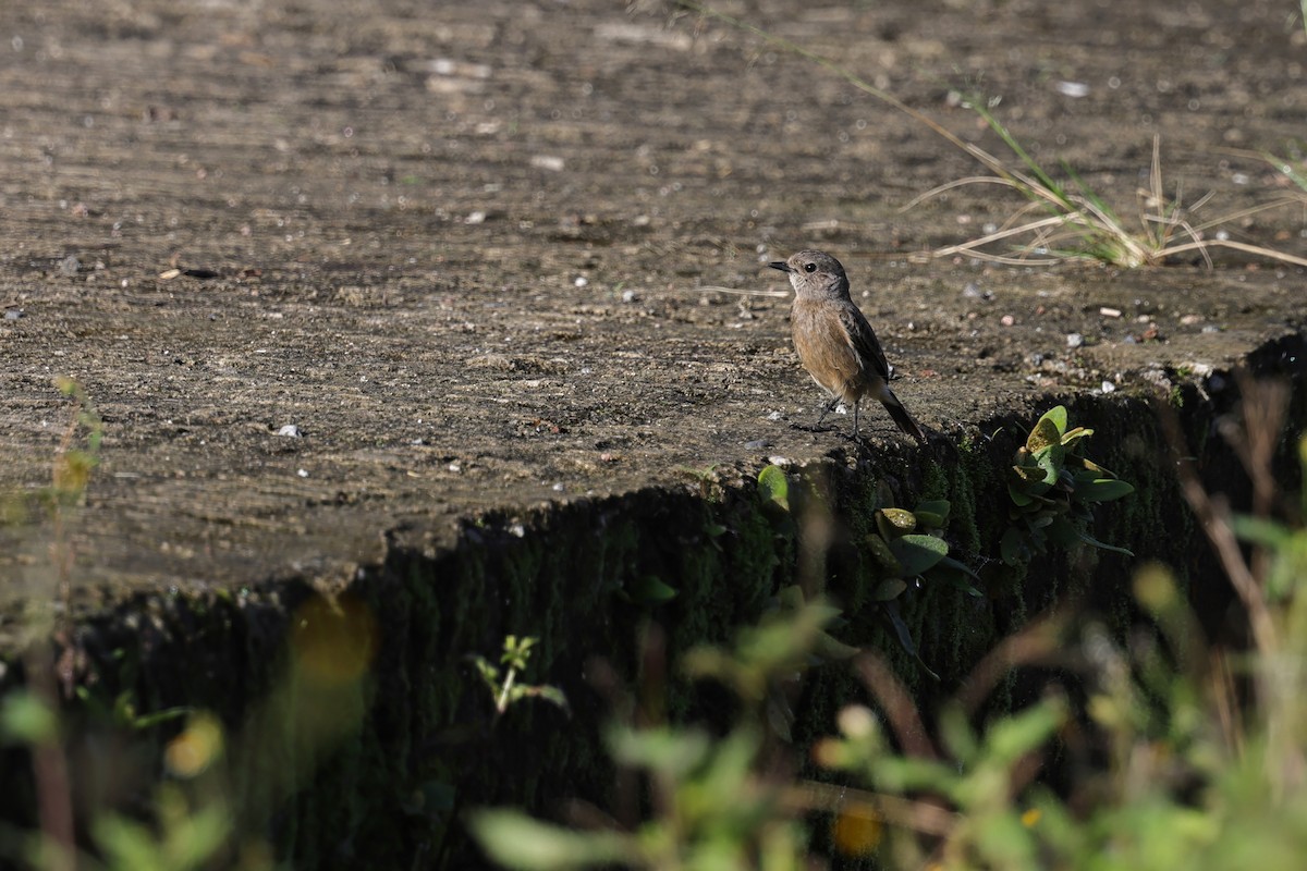 Трав'янка чорна - ML651674127