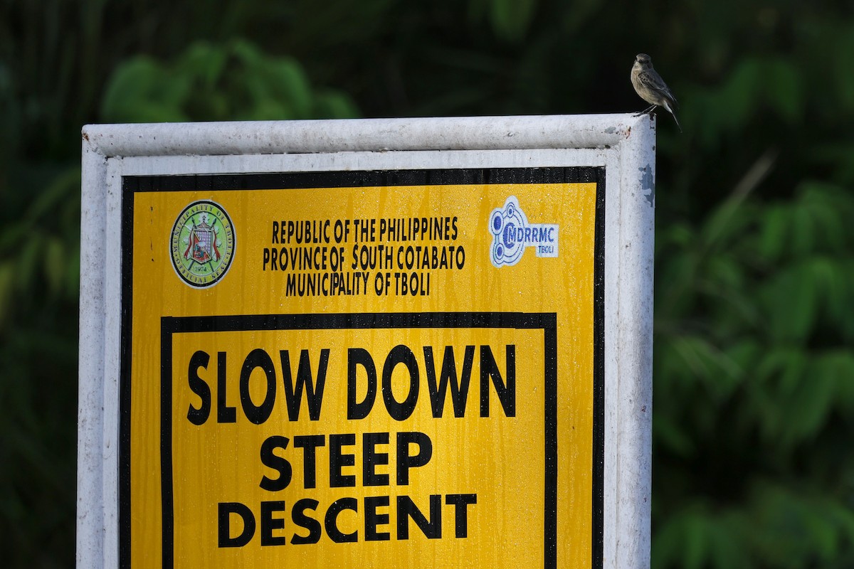 Трав'янка чорна - ML651674128