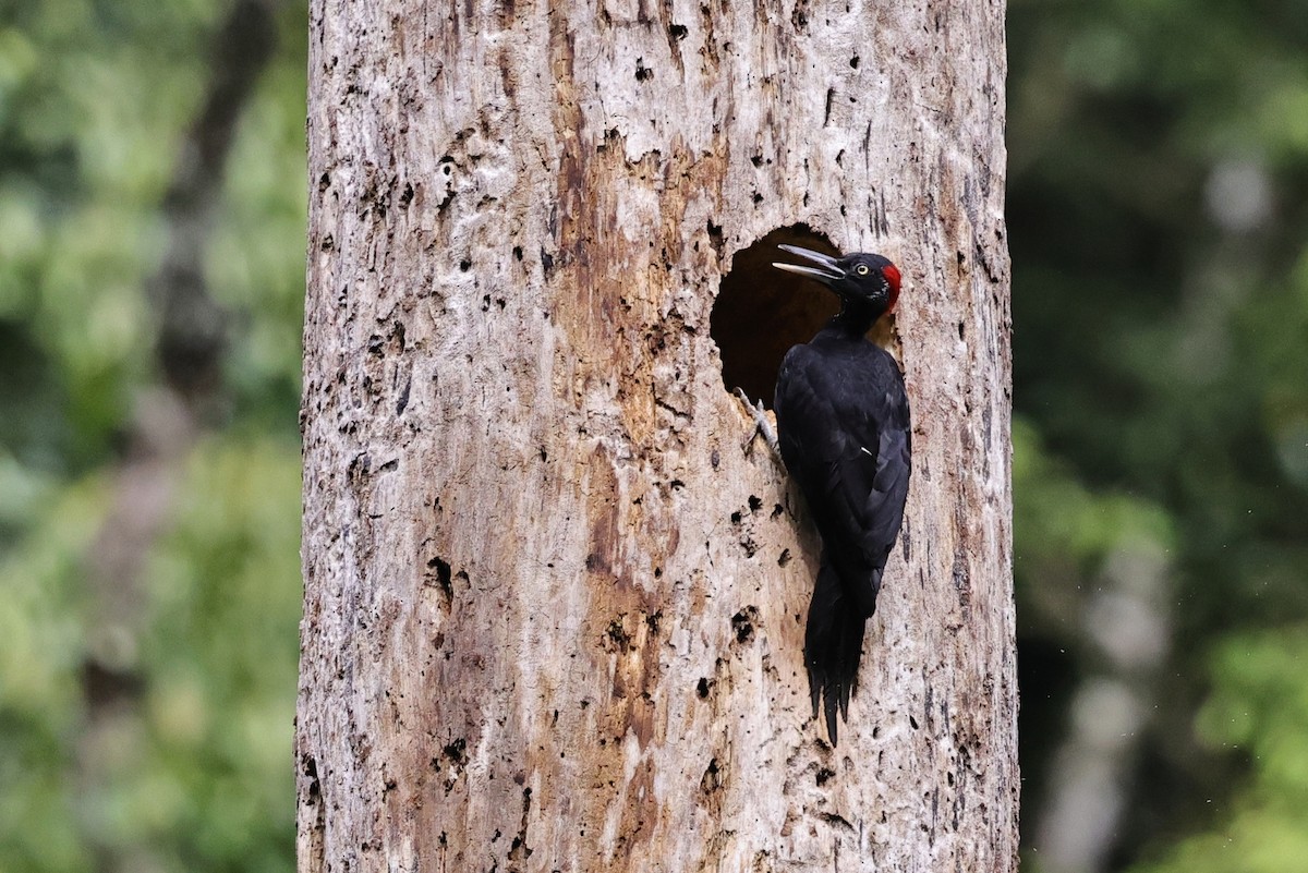 Жовна білочерева - ML651674138
