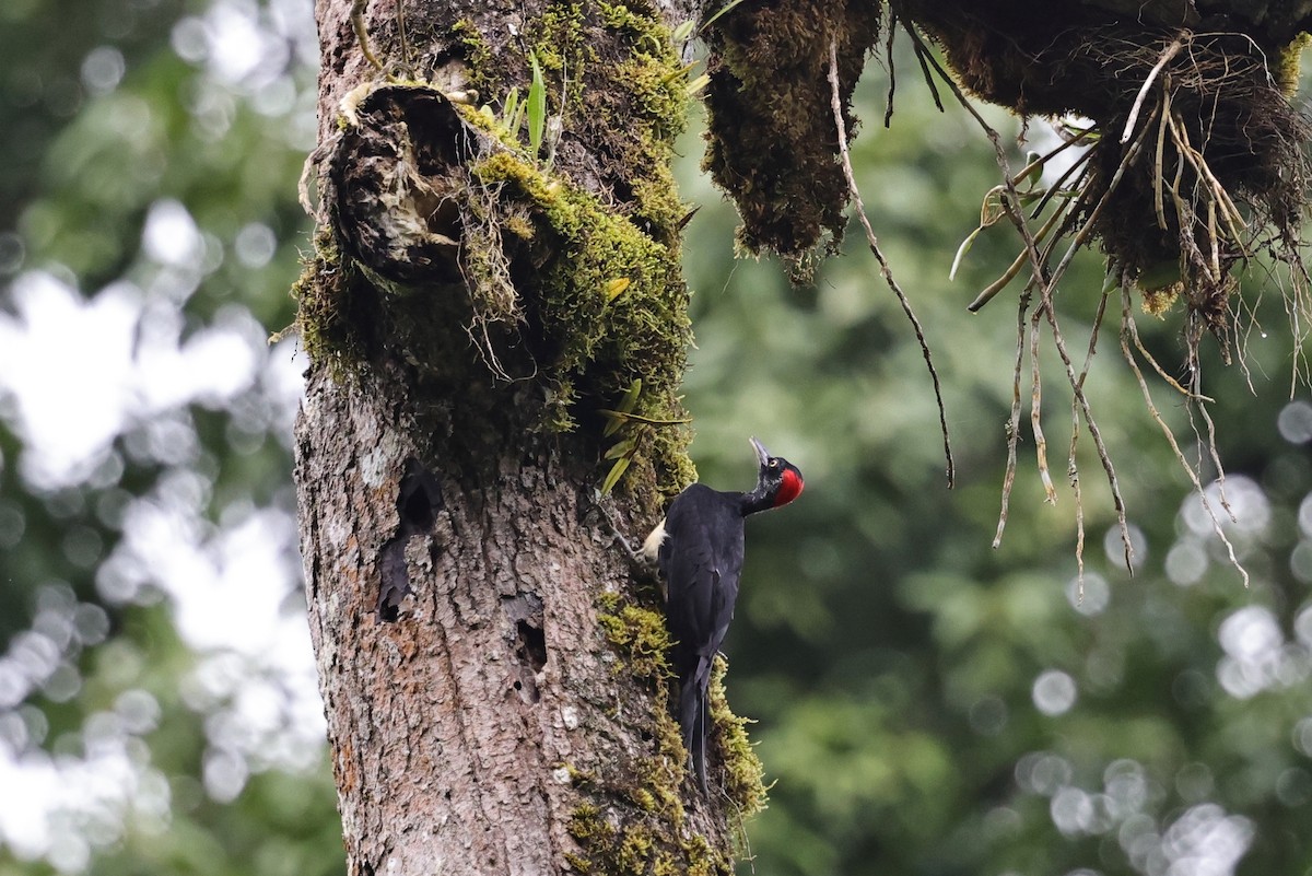 Жовна білочерева - ML651674139