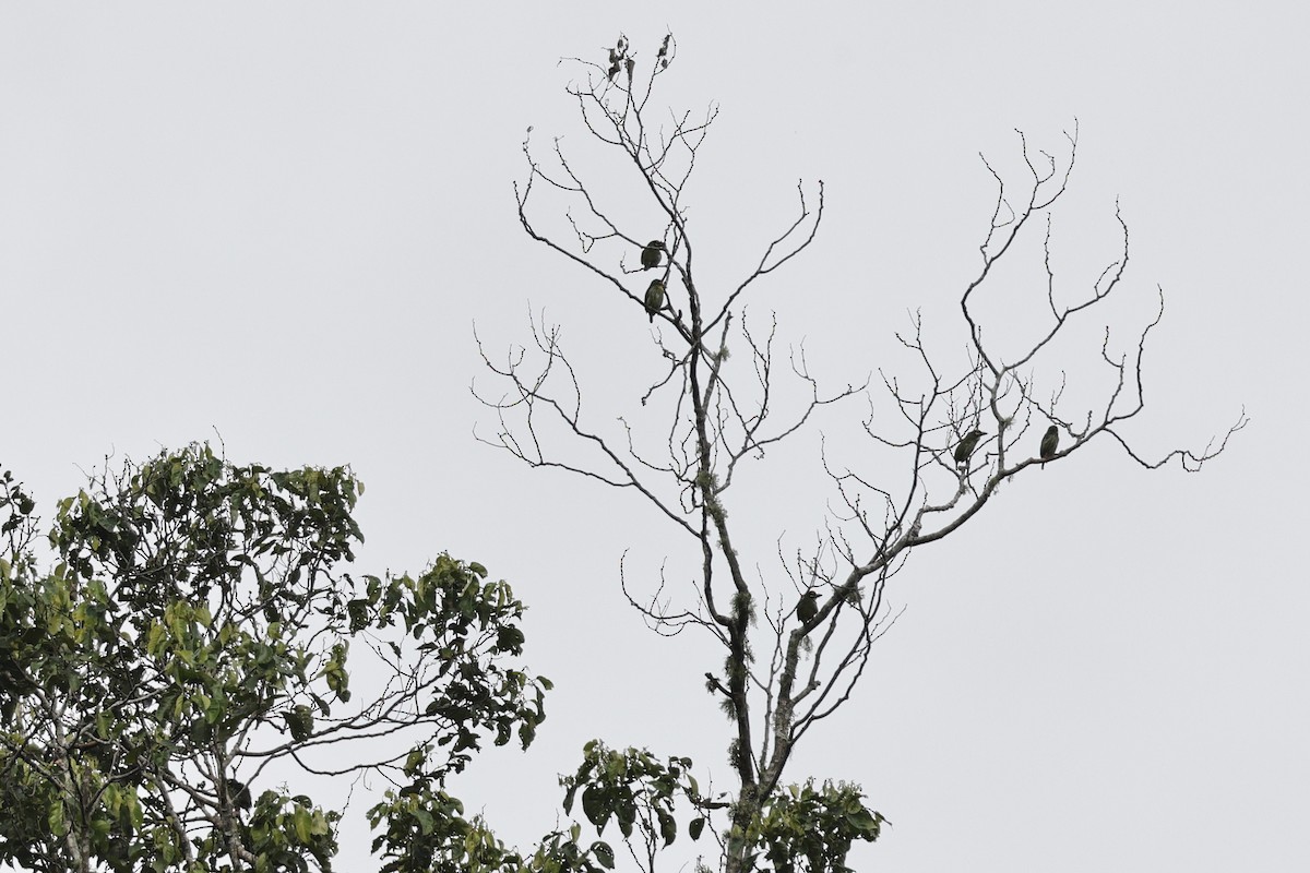 Бородастик червоноголовий - ML651674141