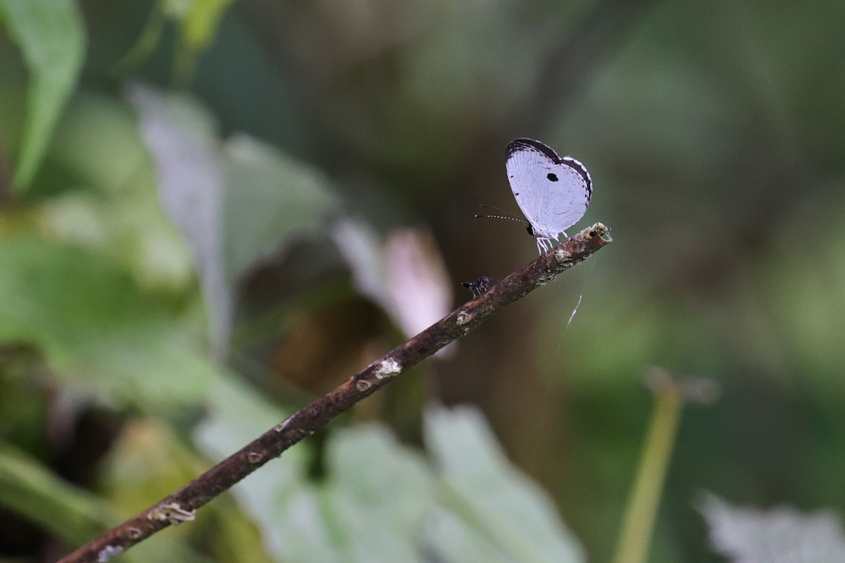 Animals - ML651674145