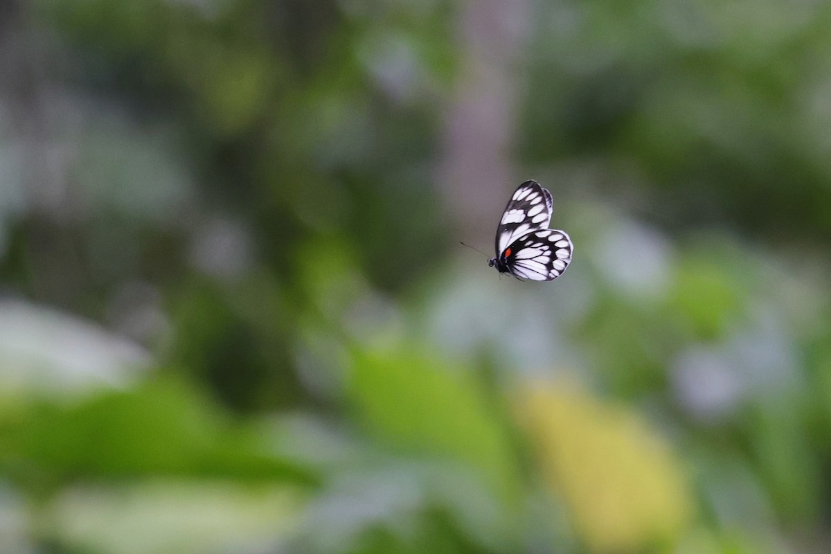 Animals - ML651674146