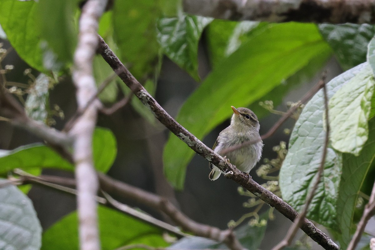 Вівчарик острівний - ML651674157