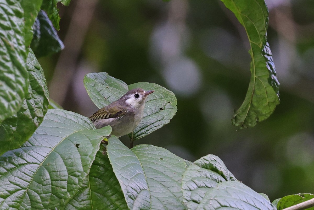 Вівчарик острівний - ML651674158