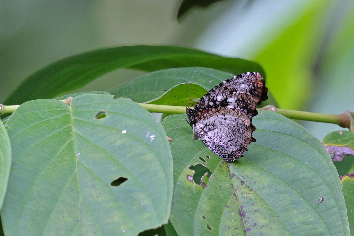 Animals - ML651674162