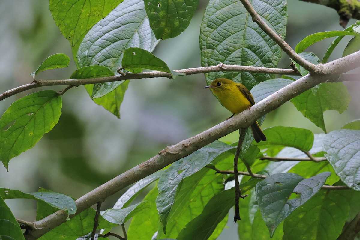 Канарниця золотиста - ML651674168