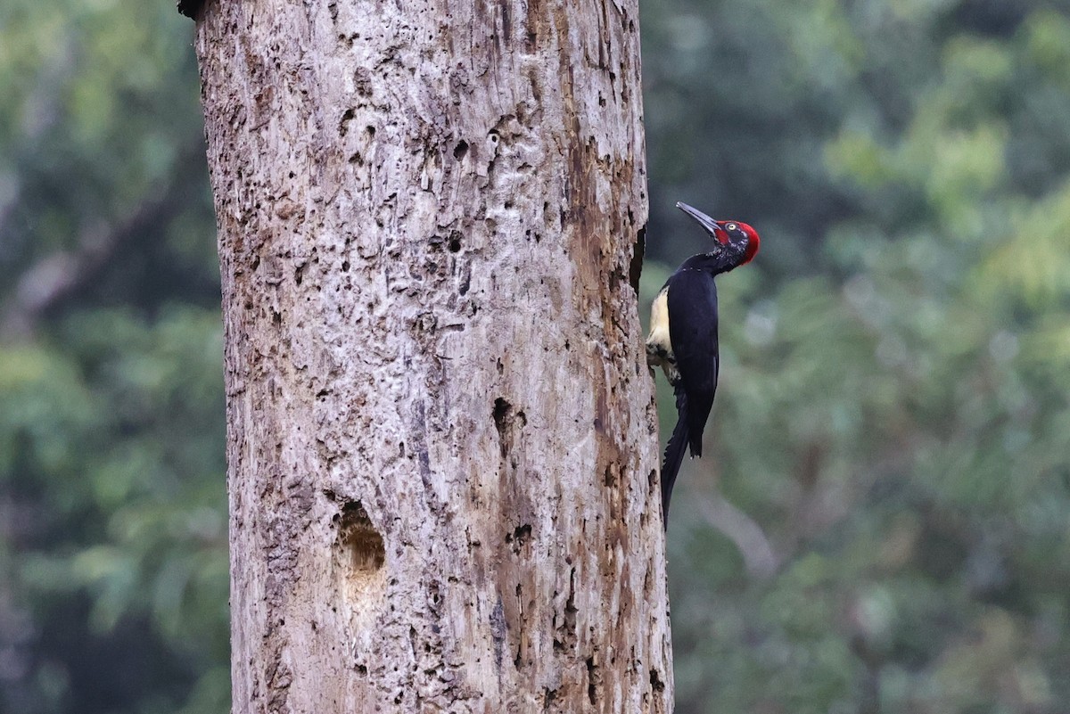 Жовна білочерева - ML651674172
