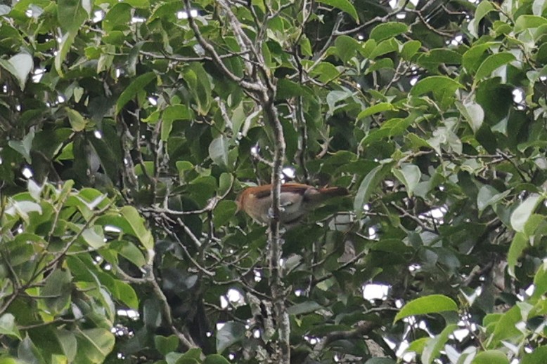 Канело - ML651674179