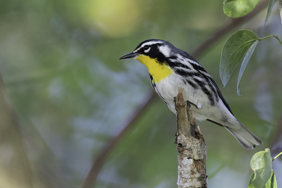 Yellow-throated Warbler (dominica/stoddardi) - ML651674343