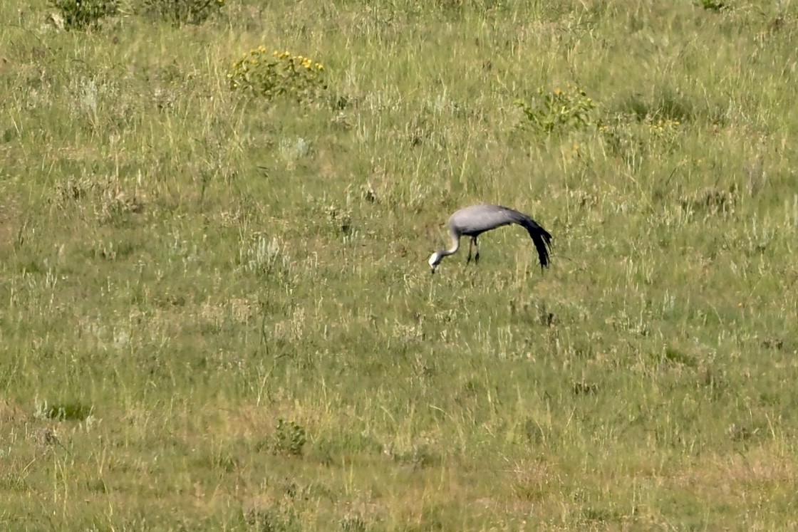 Blue Crane - ML651674344