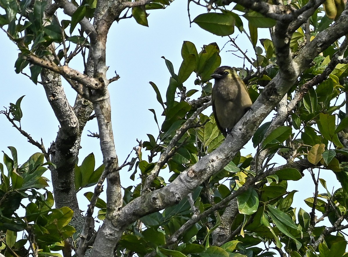 Barbudo Oliváceo - ML651674406