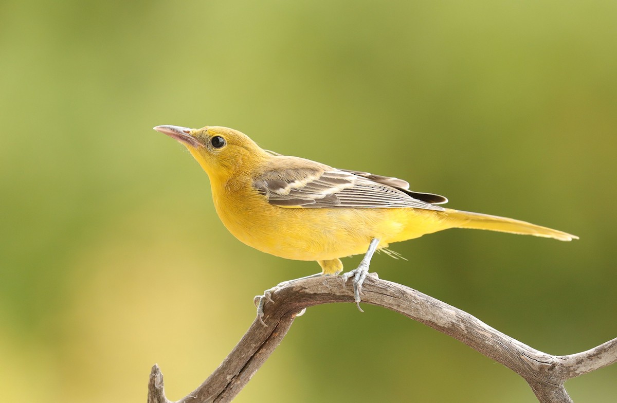 Hooded Oriole - Vicki Miller