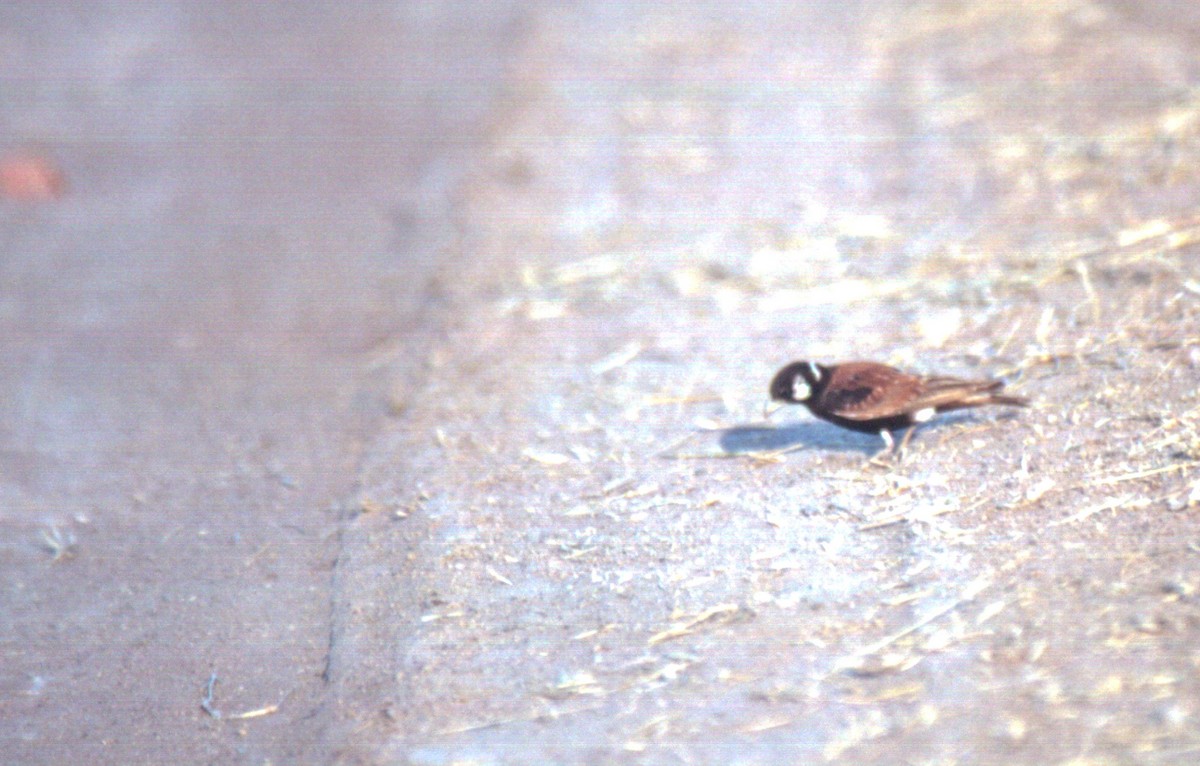 skřivan bělouchý - ML651675909