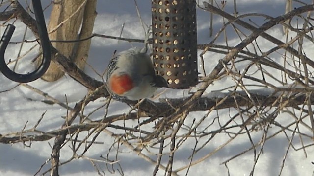 Red-bellied Woodpecker - ML651678349