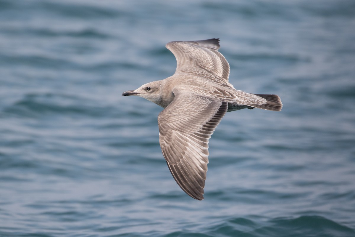 American Herring Gull - Louis Bevier