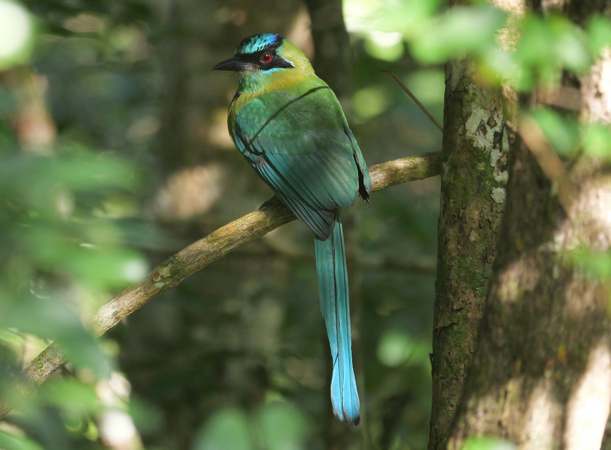 Lesson's Motmot - ML651679153