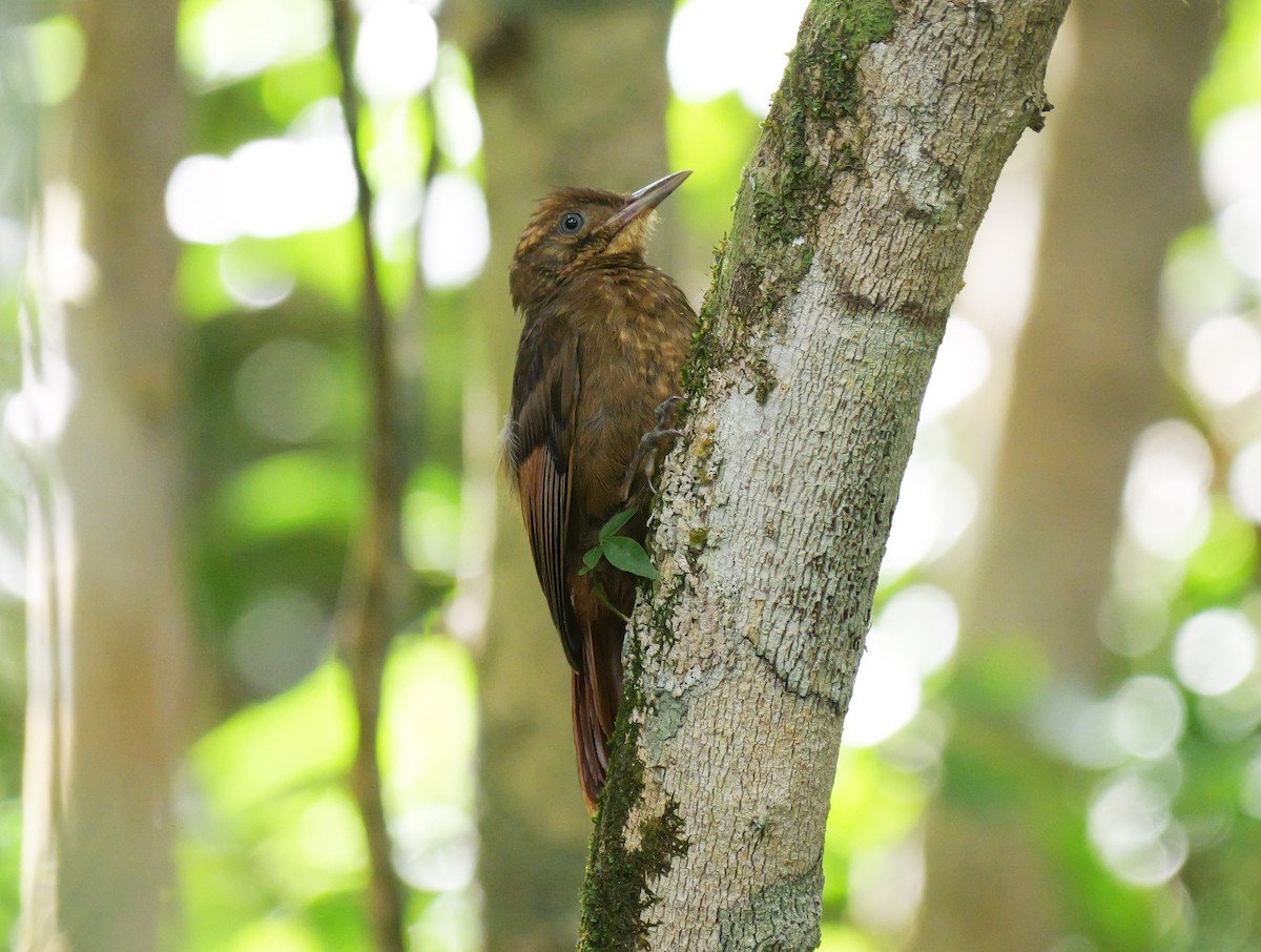 Tawny-winged Woodcreeper - ML651679204