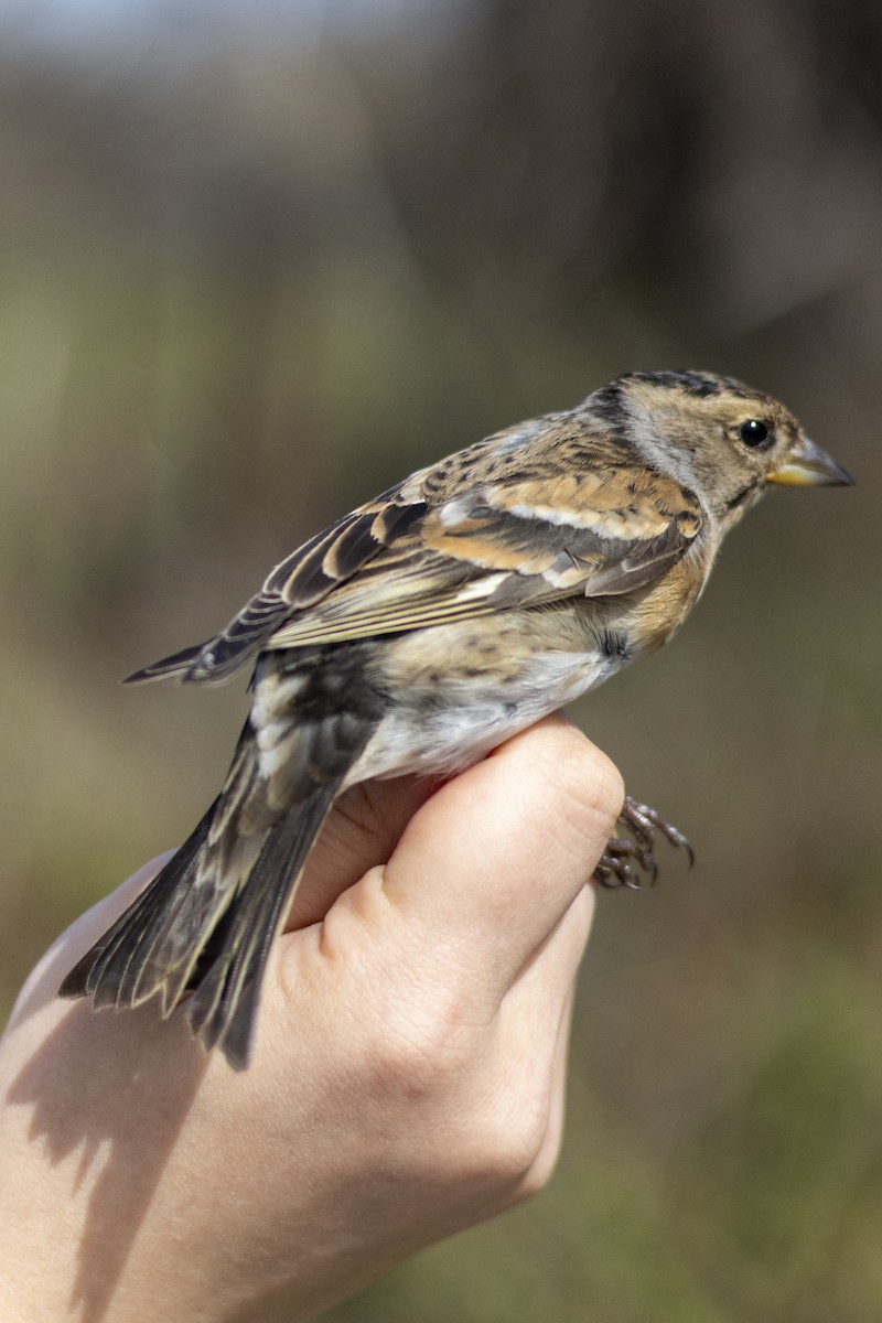 Pinzón Real - ML651679249