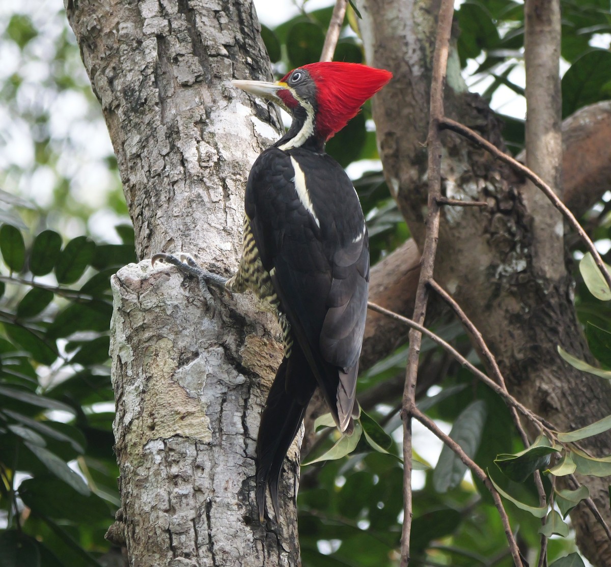 Lineated Woodpecker - ML651679308