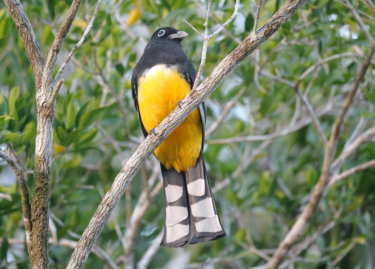 Black-headed Trogon - ML651679361
