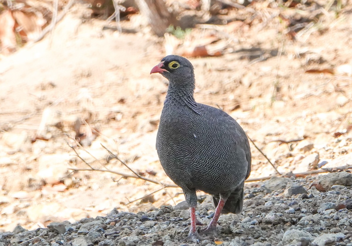 サザナミシャコ - ML651679422