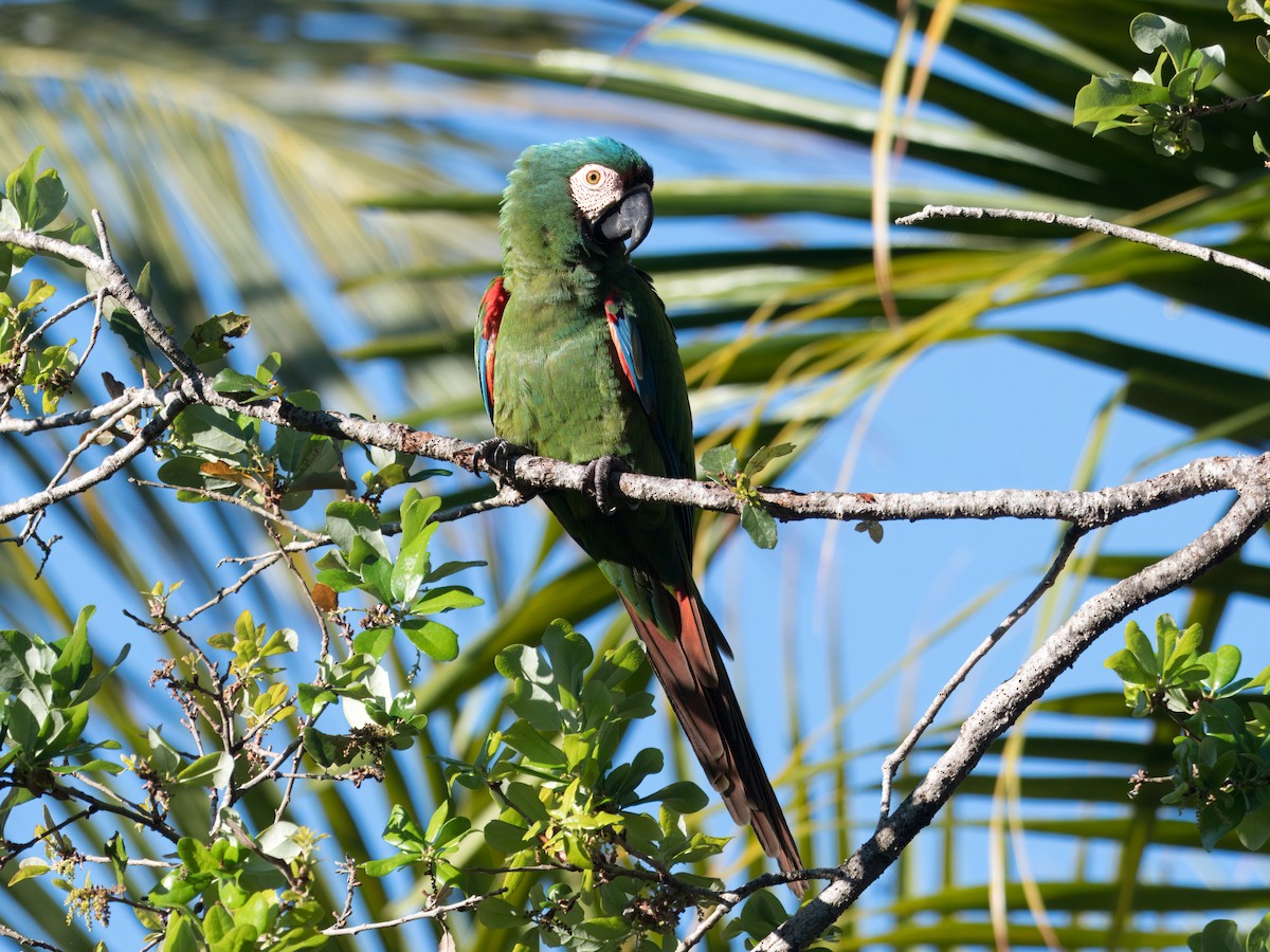 Chestnut-fronted Macaw - ML651679718