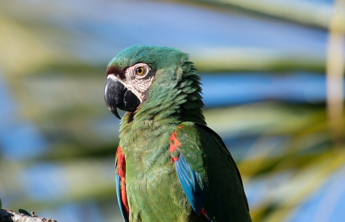 Chestnut-fronted Macaw - ML651679722