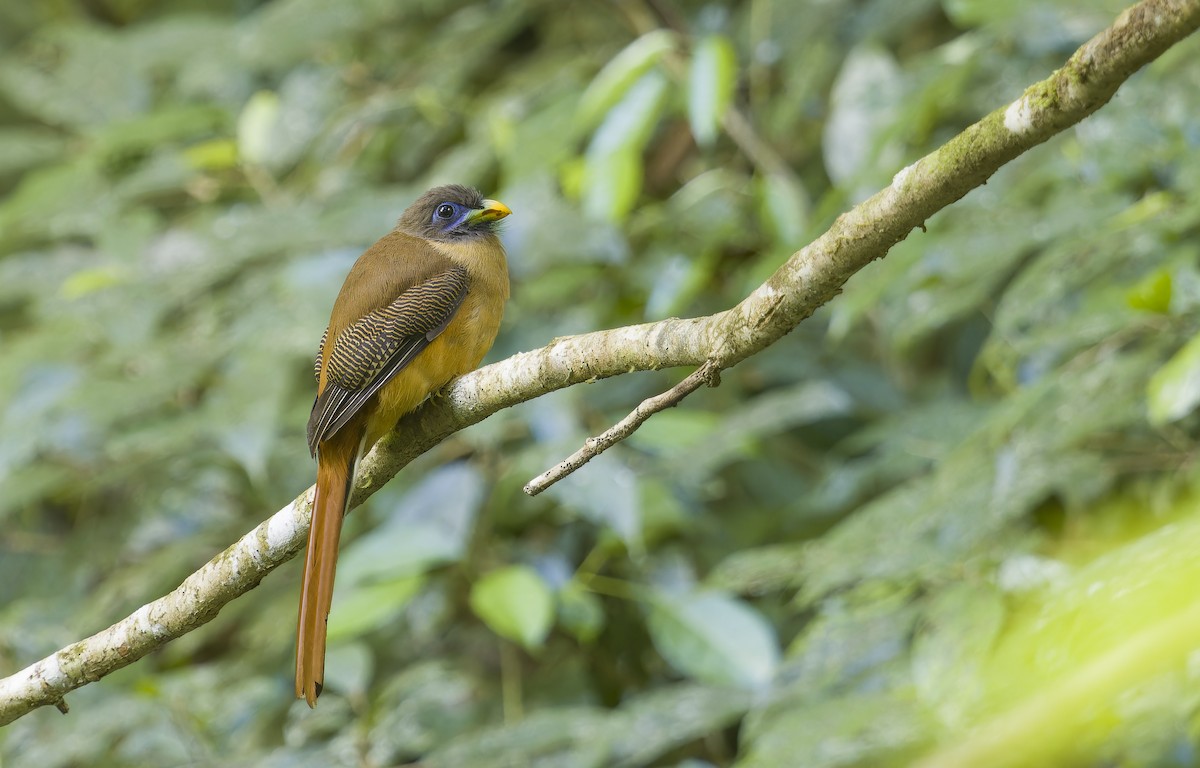 Philippine Trogon - ML651679915